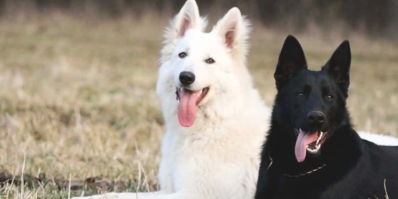 Can White Black Shepherds Be Trained as Service Dogs?