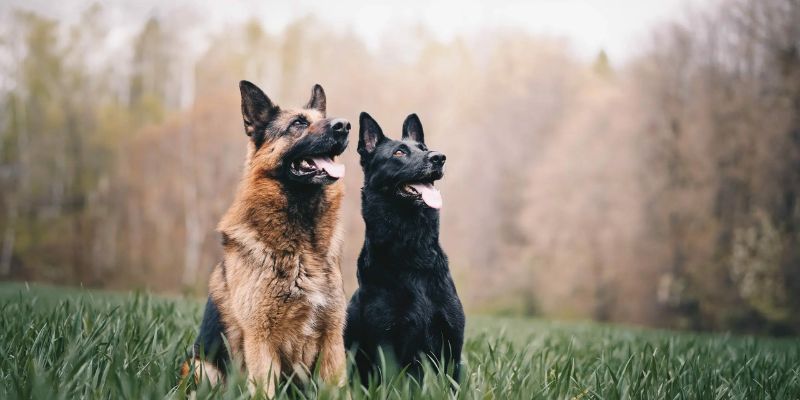 Are White Black Shepherds Prone to Any Specific Allergies?