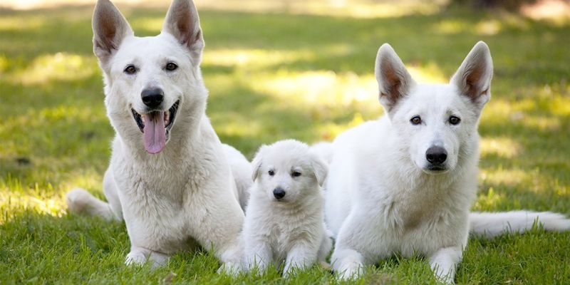 How to Find a Reputable White Black Shepherd Rescue Organization?