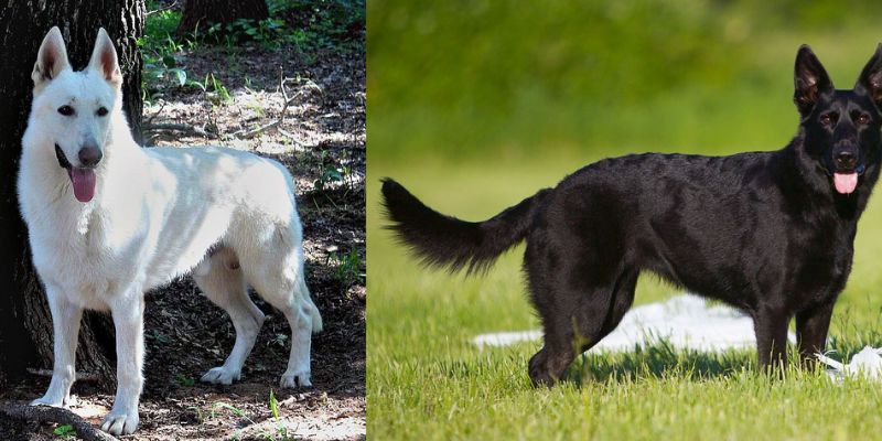 How Long Does It Take for White Black Shepherd Puppies to Mature?