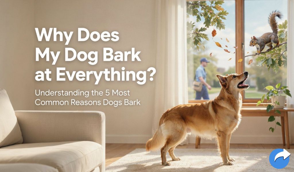 Why Does My Dog Bark at Everything?