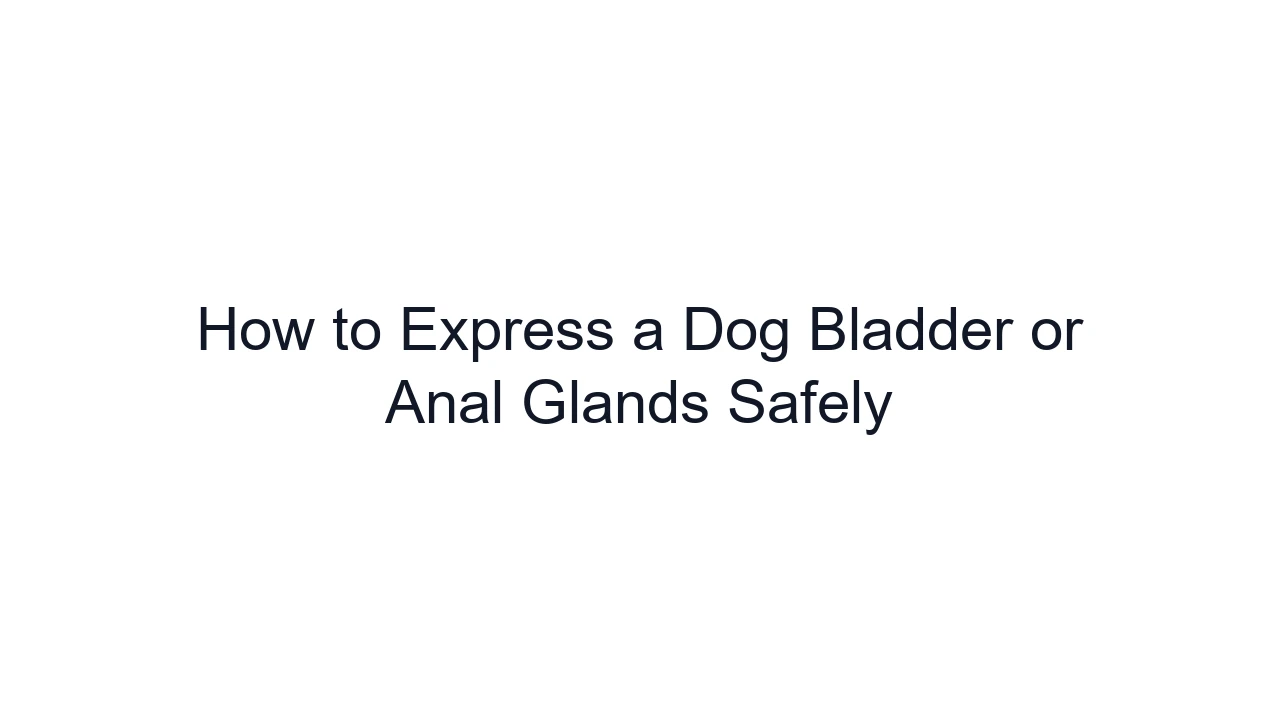 How to Express a Dog Bladder or Anal Glands Safely