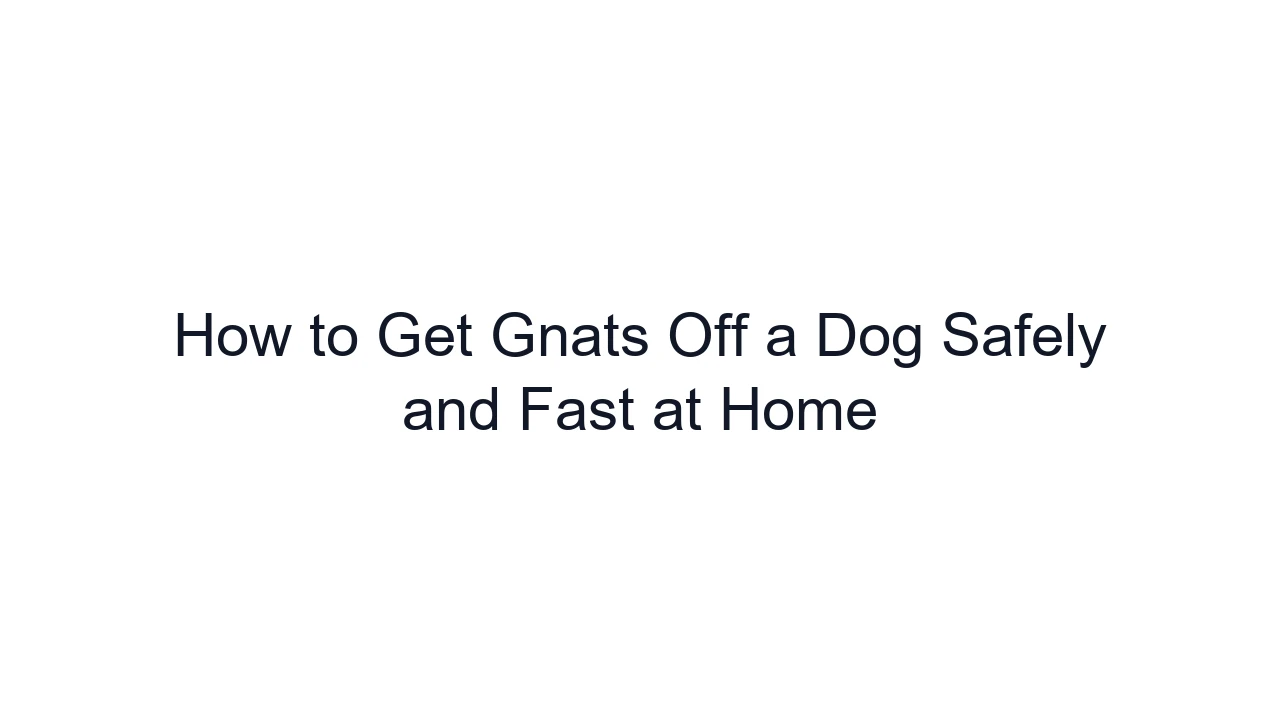 How to Get Gnats Off a Dog Safely and Fast at Home
