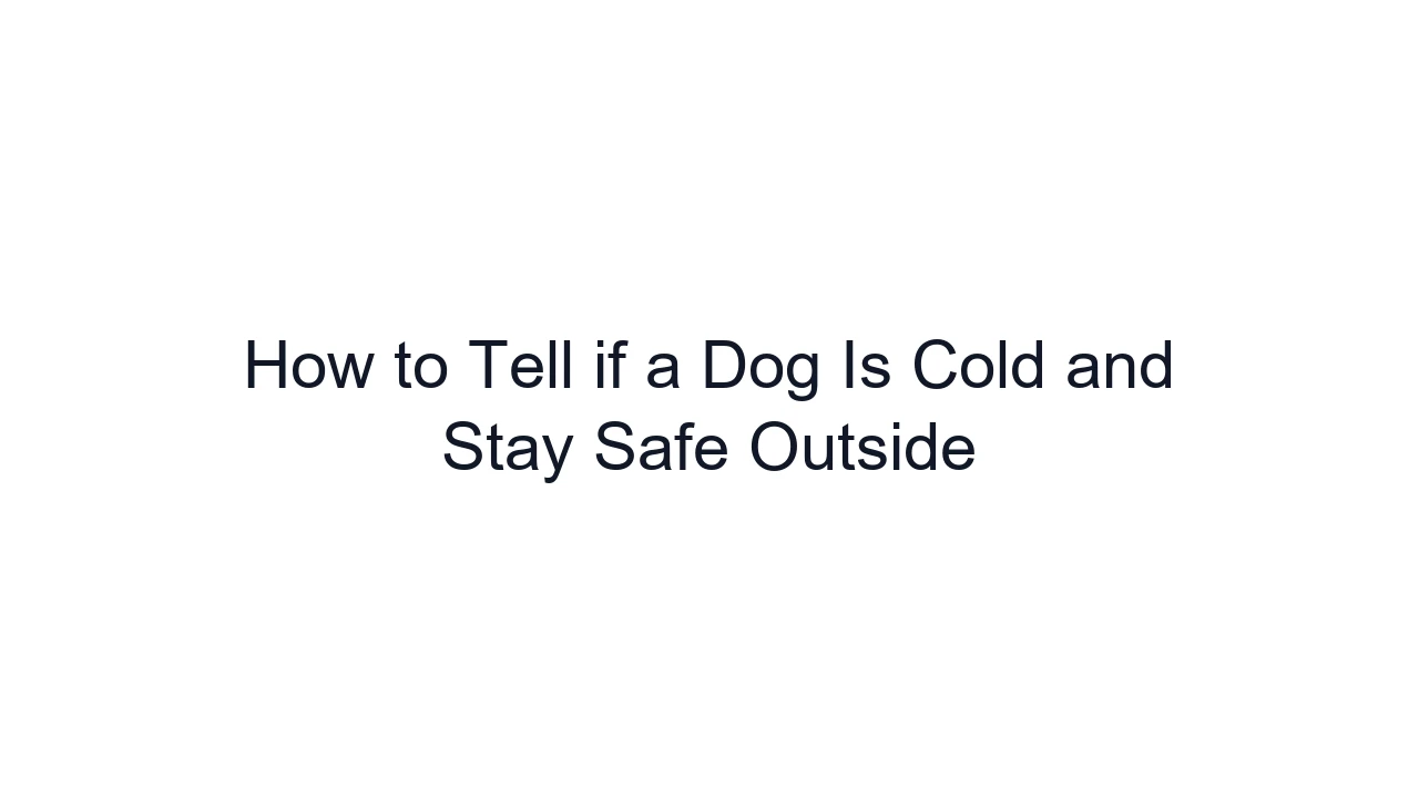 How to Tell if a Dog Is Cold and Stay Safe Outside