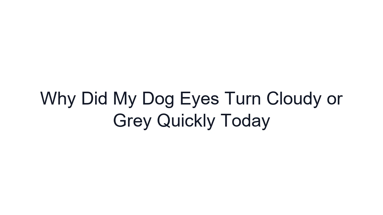 Why Did My Dog Eyes Turn Cloudy or Grey Quickly Today